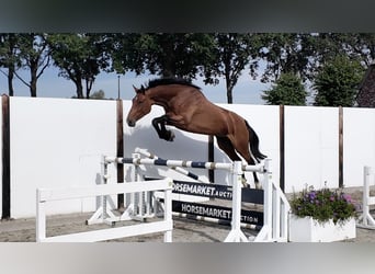 Holstein, Mare, 4 years, 17 hh, Bay