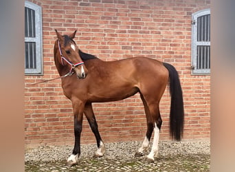 Holstein, Mare, 4 years, 17 hh, Brown