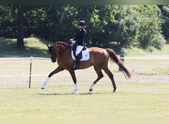 Holstein, Mare, 4 years, 17 hh, Chestnut-Red