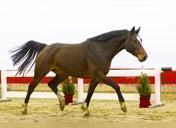 Holstein, Mare, 5 years, 15.2 hh, Brown