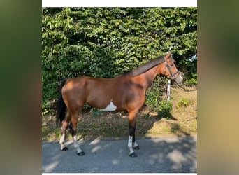 Holsteiner, Stute, 5 Jahre, 15,3 hh, Brauner