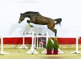 Holstein, Mare, 5 years, 15,3 hh, Bay-Dark