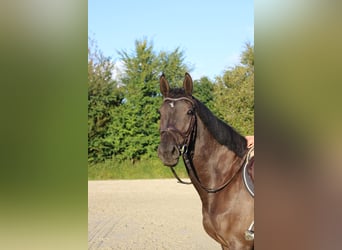 Holstein, Mare, 5 years, 16.1 hh, Black