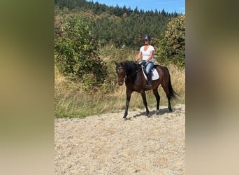Holstein, Mare, 5 years, 16.1 hh, Brown