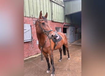 Holstein, Mare, 5 years, 16.1 hh, Brown