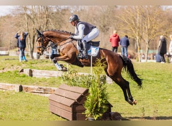 Holstein, Mare, 5 years, 16.1 hh, Brown