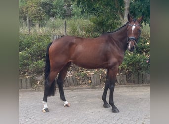 Holstein, Mare, 5 years, 16.1 hh, Brown