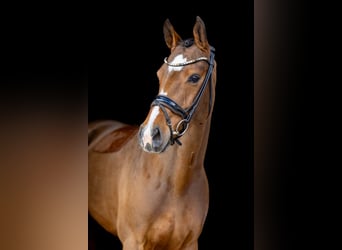 Holstein, Mare, 5 years, 16.1 hh, Brown-Light