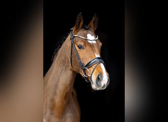 Holstein, Mare, 5 years, 16.1 hh, Brown-Light