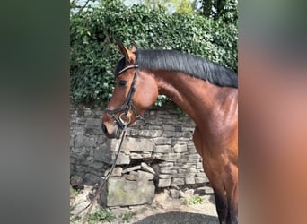 Holstein, Mare, 5 years, 16.1 hh, Brown