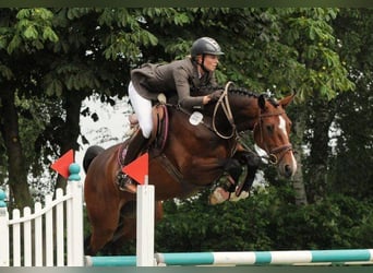 Holstein, Mare, 5 years, 16.1 hh, Brown