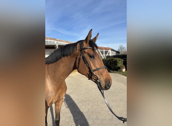 Holstein, Mare, 5 years, 16.1 hh, Brown