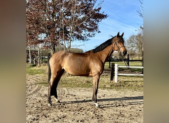 Holstein, Mare, 5 years, 16.1 hh, Brown