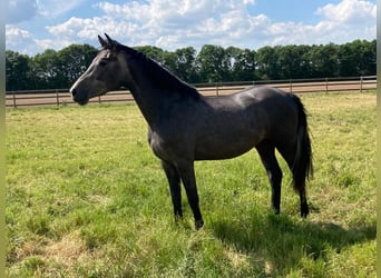 Holstein, Mare, 5 years, 16,1 hh, Gray-Dapple