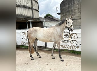 Holstein, Mare, 5 years, 16.1 hh, Grey