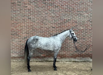 Holstein, Mare, 5 years, 16.1 hh, Grey
