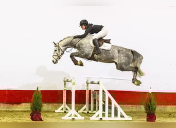 Holstein, Mare, 5 years, 16.1 hh, Grey