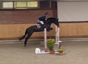 Holstein, Mare, 5 years, 16.1 hh