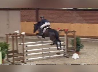 Holstein, Mare, 5 years, 16.1 hh