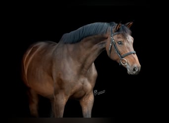 Holsteiner, Stute, 5 Jahre, 16,2 hh, Dunkelbrauner