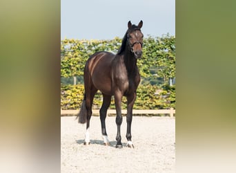 Holsteiner, Stute, 5 Jahre, 16,2 hh, Dunkelbrauner