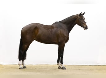 Holstein, Mare, 5 years, 16,2 hh, Bay-Dark