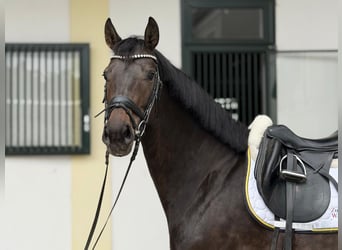 Holstein, Mare, 5 years, 16.2 hh, Brown