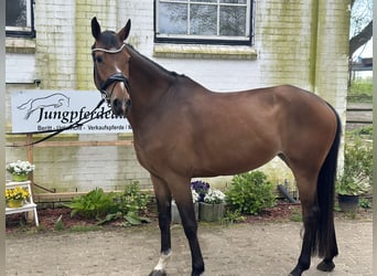 Holstein, Mare, 5 years, 16.2 hh, Brown