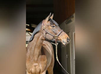 Holstein, Mare, 5 years, 16,2 hh, Brown