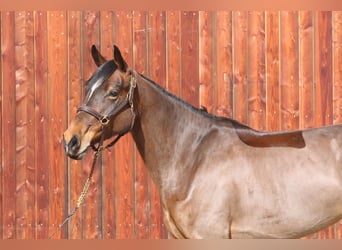 Holstein, Mare, 5 years, 16,2 hh, Brown