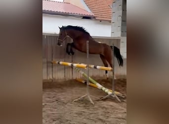 Holstein, Mare, 5 years, 16.2 hh, Brown