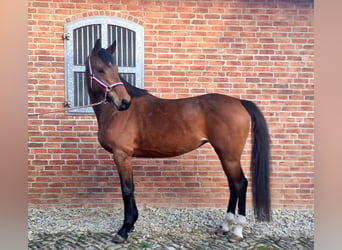 Holstein, Mare, 5 years, 16.2 hh, Brown