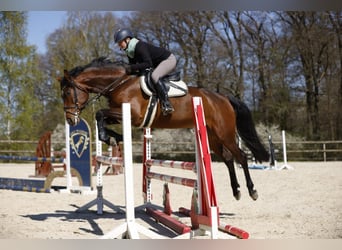 Holstein, Mare, 5 years, 16.2 hh, Brown