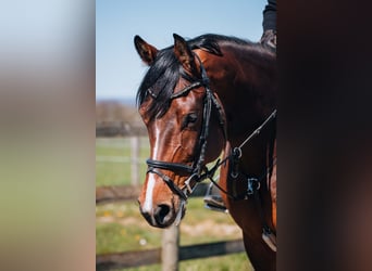 Holstein, Mare, 5 years, 16.2 hh, Brown
