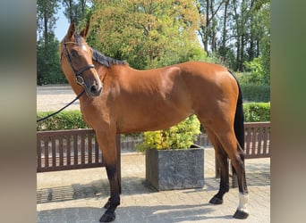 Holstein, Mare, 5 years, 16.2 hh, Brown