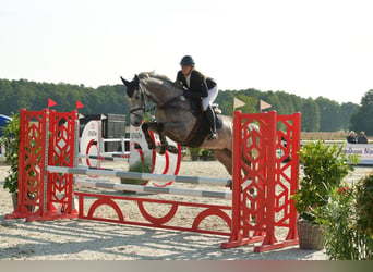 Holstein, Mare, 5 years, 16,2 hh, Gray