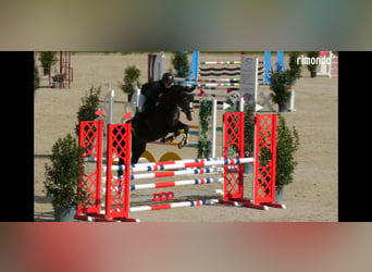Holstein, Mare, 5 years, 16.2 hh, Grey-Dark-Tan