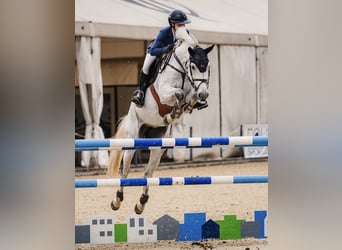 Holstein, Mare, 5 years, 16.2 hh, Grey