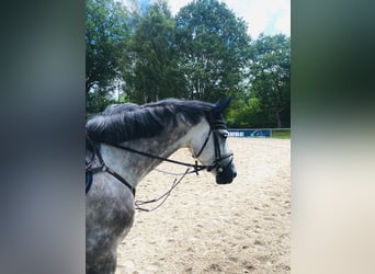Holstein, Mare, 5 years, 16.2 hh, Grey
