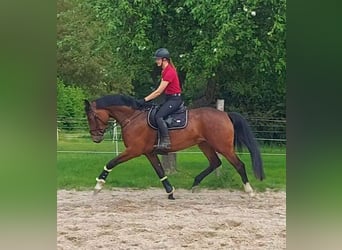 Holstein, Mare, 5 years, 16.3 hh, Brown