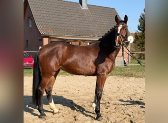 Holstein, Mare, 5 years, 16.3 hh, Brown