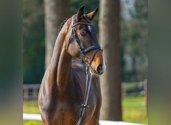 Holstein, Mare, 5 years, 16.3 hh, Brown