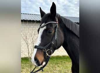 Holstein, Mare, 5 years, 16 hh, Bay-Dark