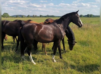 Holstein, Mare, 5 years, 16 hh, Bay-Dark