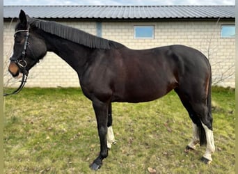 Holstein, Mare, 5 years, 16 hh, Bay-Dark