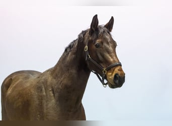 Holstein, Mare, 5 years, 16 hh, Bay-Dark