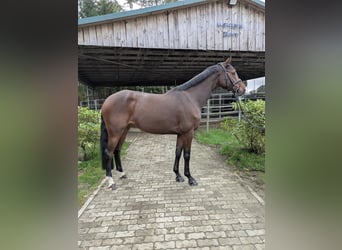 Holstein, Mare, 5 years, 16 hh, Brown
