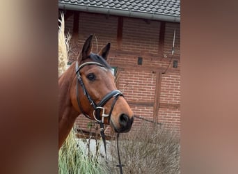 Holstein, Mare, 5 years, 16 hh, Brown