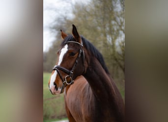 Holstein, Mare, 5 years, 16 hh, Brown