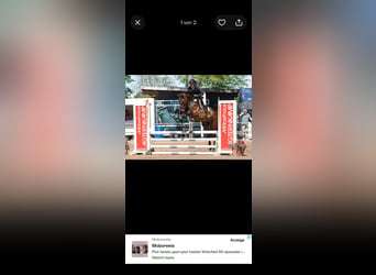 Holstein, Mare, 5 years, 16 hh, Brown